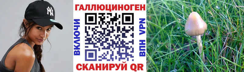 купить наркотики цена Оха Галлюциногенные грибы Psilocybine cubensis